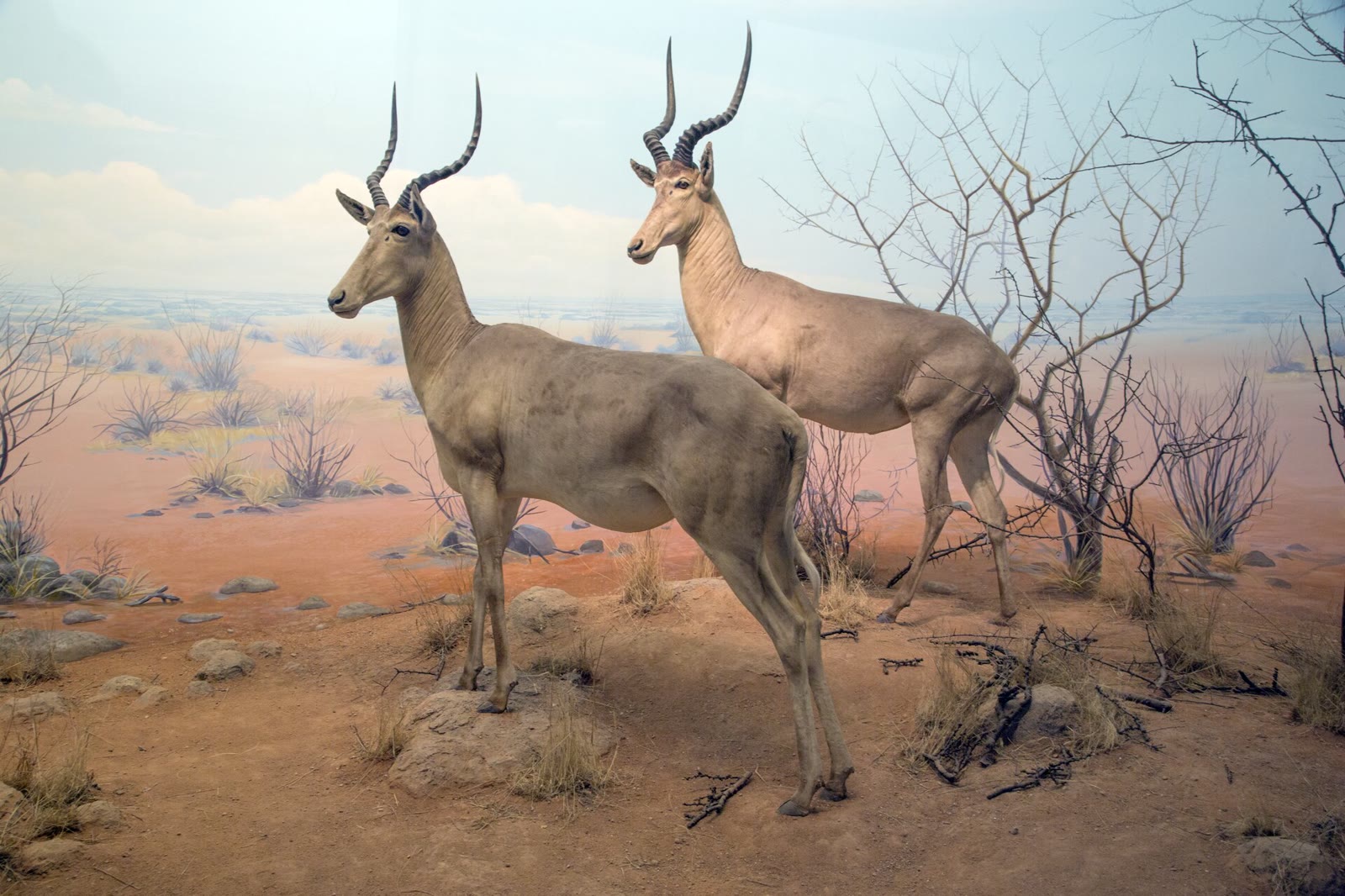 Habitat cases of African animals in the African Hall of the California Academy of Sciences, San Francisco, in 2012