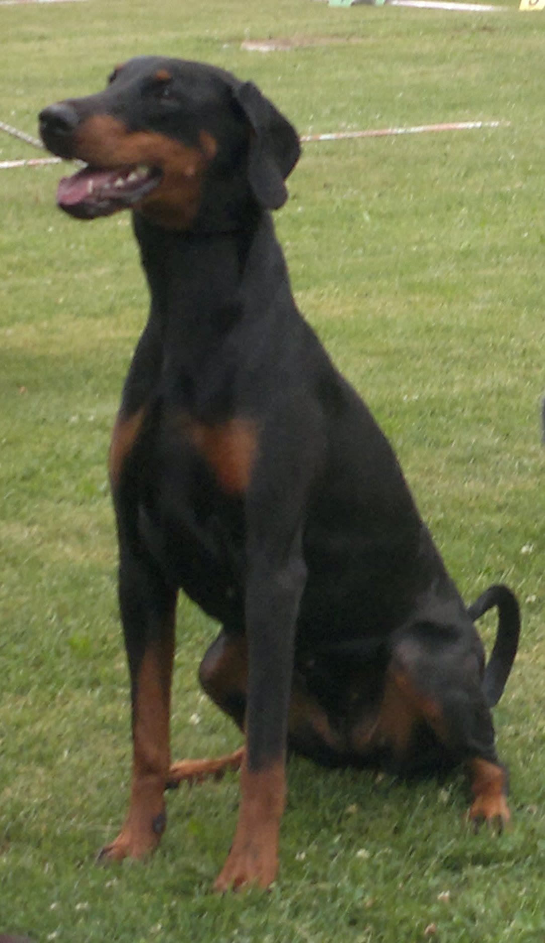 A black and tan Doberman Pinscher standing alert