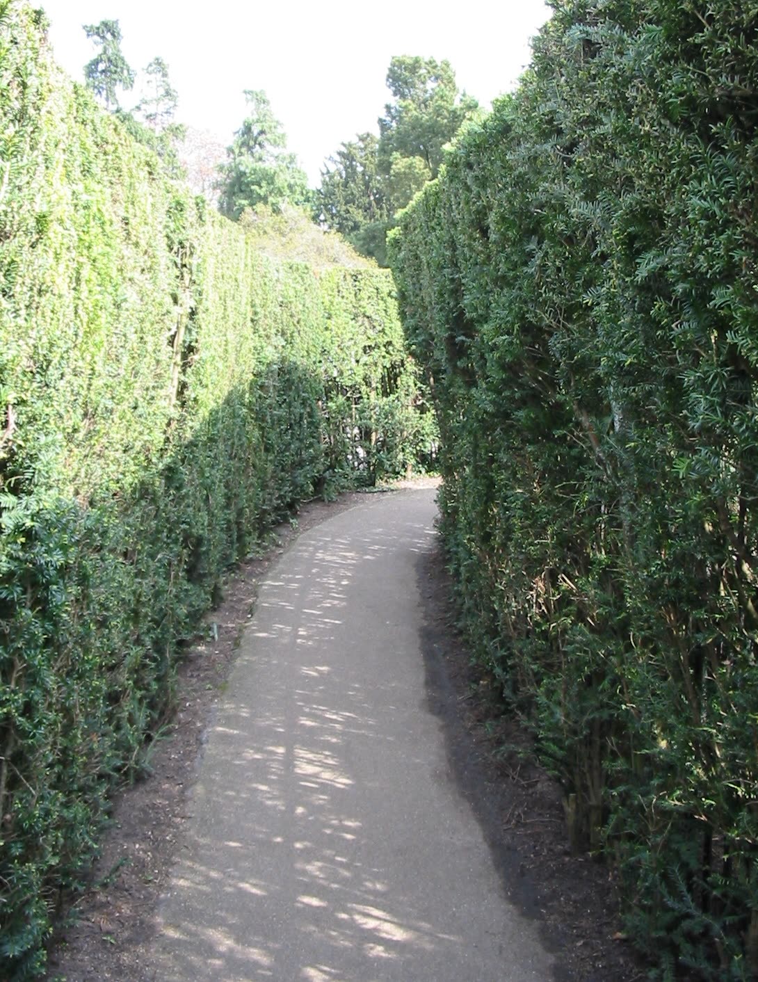 The hedge maze at Hampton Court Palace, London, photographed in April 2009