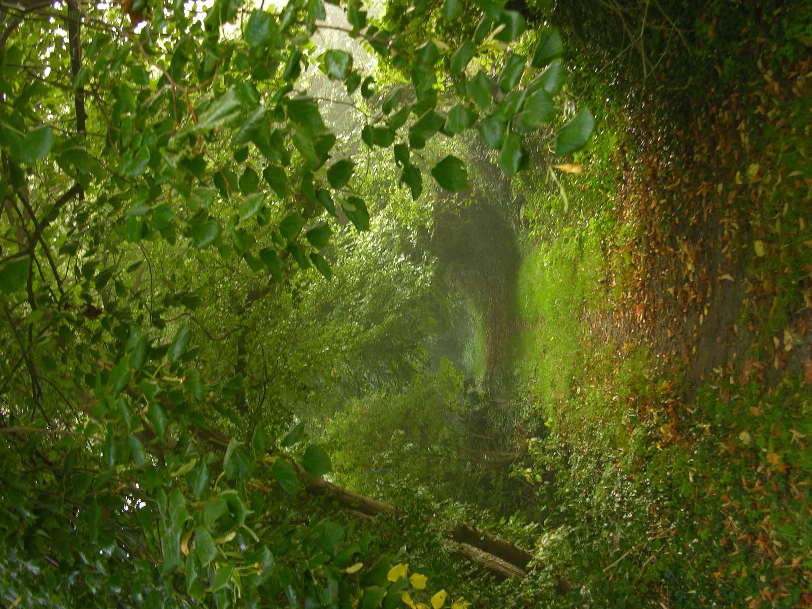 Narrow footpath under trees in morning mist near Uffington