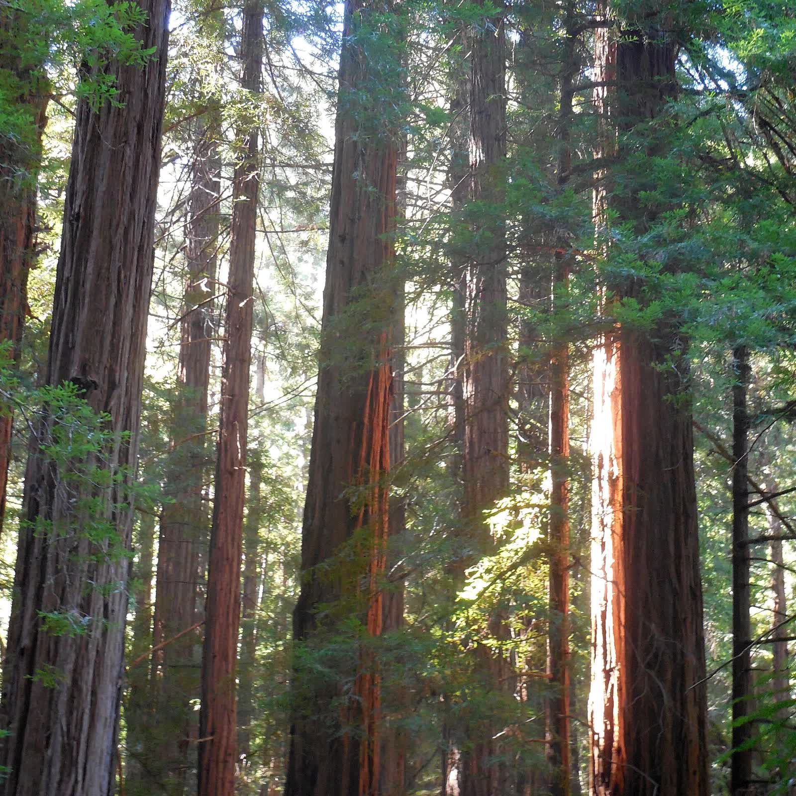 Tall coast redwood trunks in Muir Woods, Marin County, California, in 2015