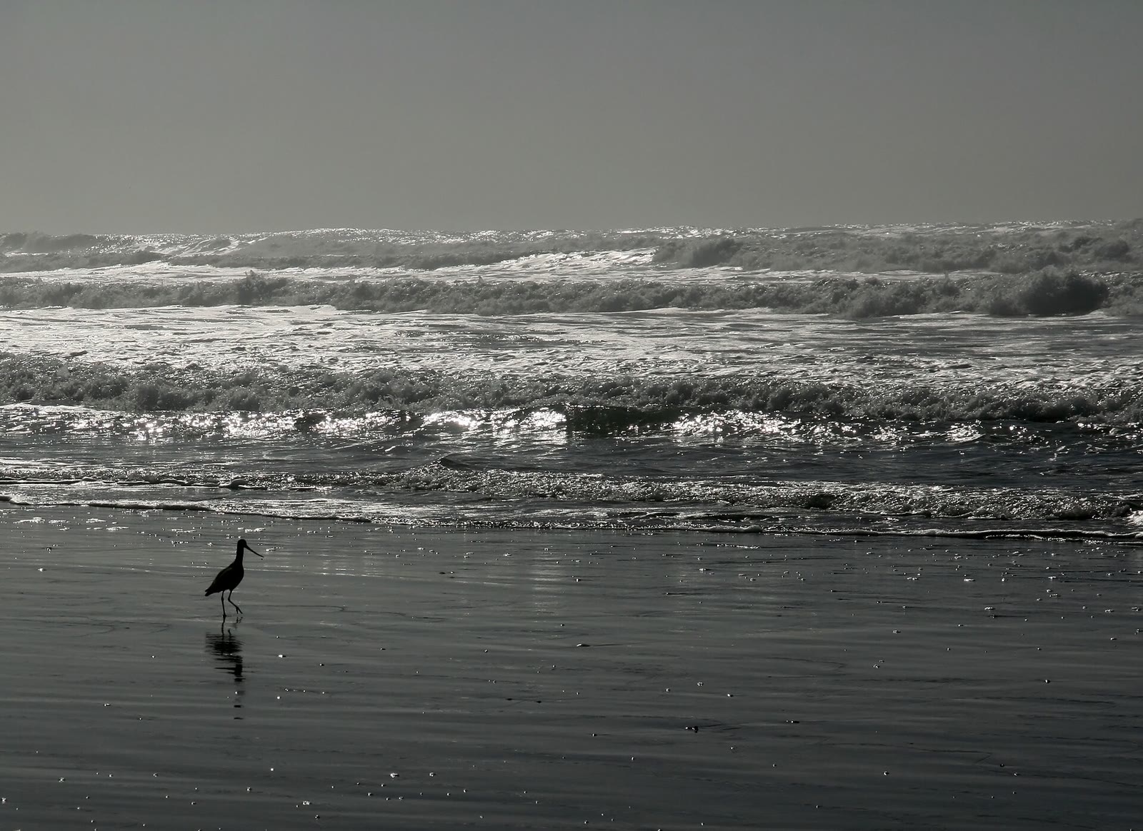 A shorebird walking on wet sand at Ocean Beach in San Francisco at low tide, against the sun