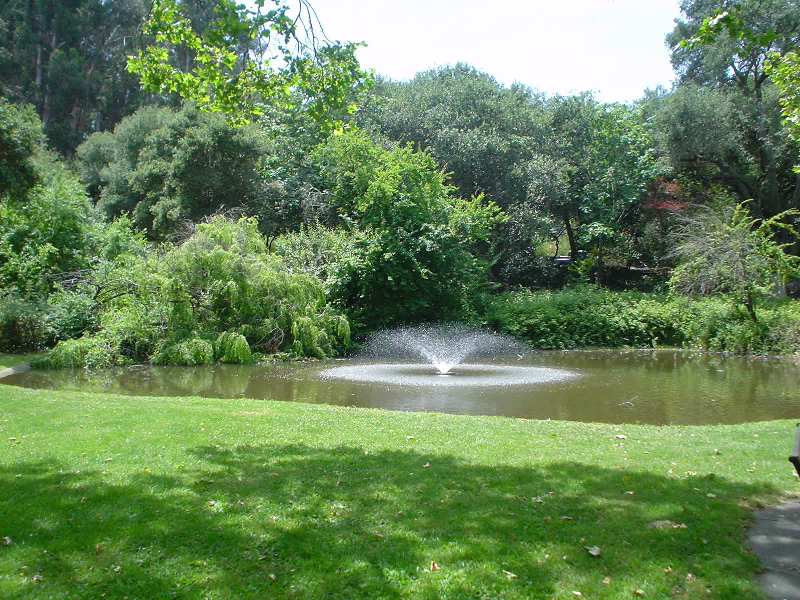 A pond with a small fountain surrounded by lawn and dense green trees on the Mills College campus