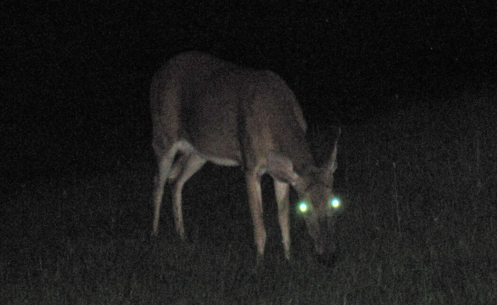 A white-tailed deer at night with its eyes glowing in reflected light